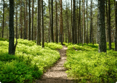Forest path through tall green trees